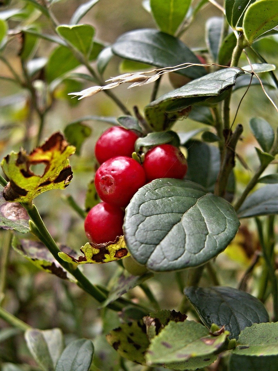 cranberries-112151_1280